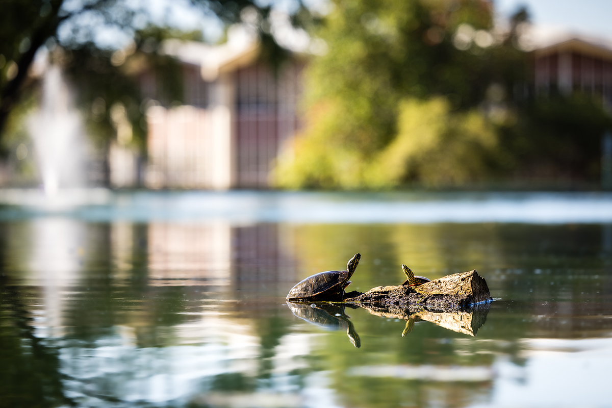 The natural beauty of Colden Pond also is a habitat for birds, fish and turtles. (Photo by Lilly Cook | Northwest Missouri State University)