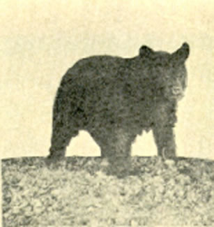 In 1926, Northwest's mascot looked more like a bear than a bearcat.