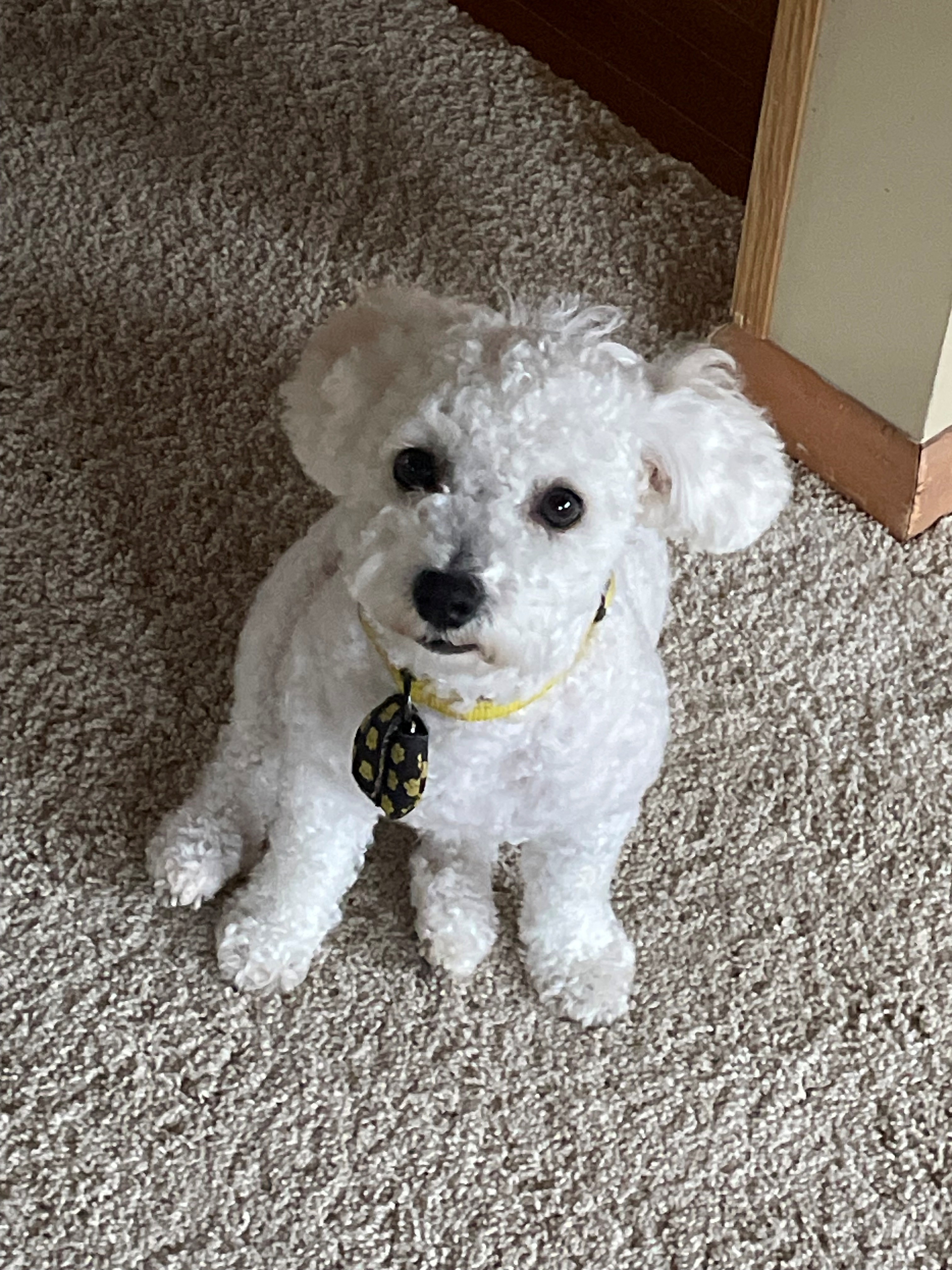 Richardson pup