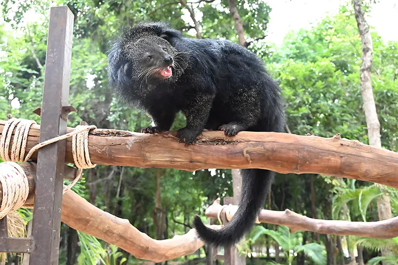 What is a Bearcat?