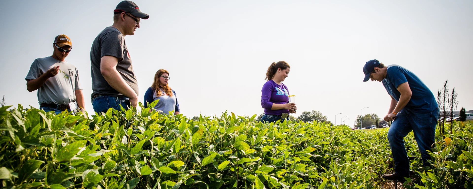 A group of students stand in a crop field as they learn about plant health, pest management and yield optimization.