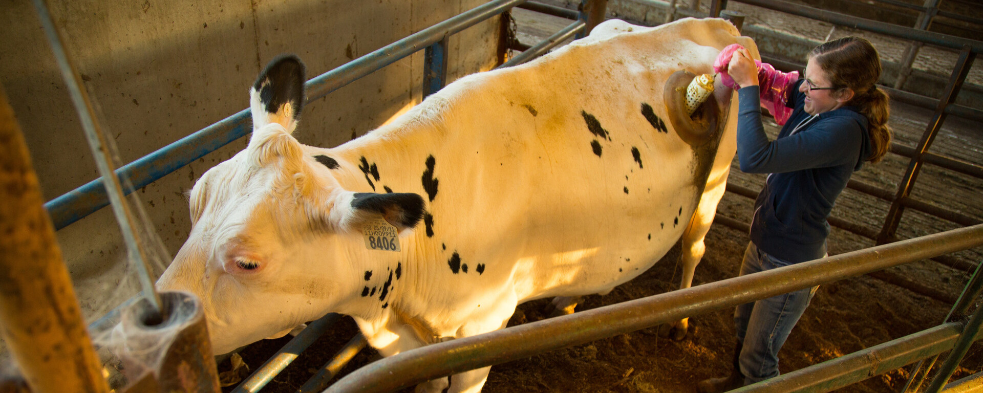 Northwest student performs research and analysis of the digestive system of a cannulated cow that has been surgically fitted with a cannula, a porthole-like device that allows access to the rumen of a cow
