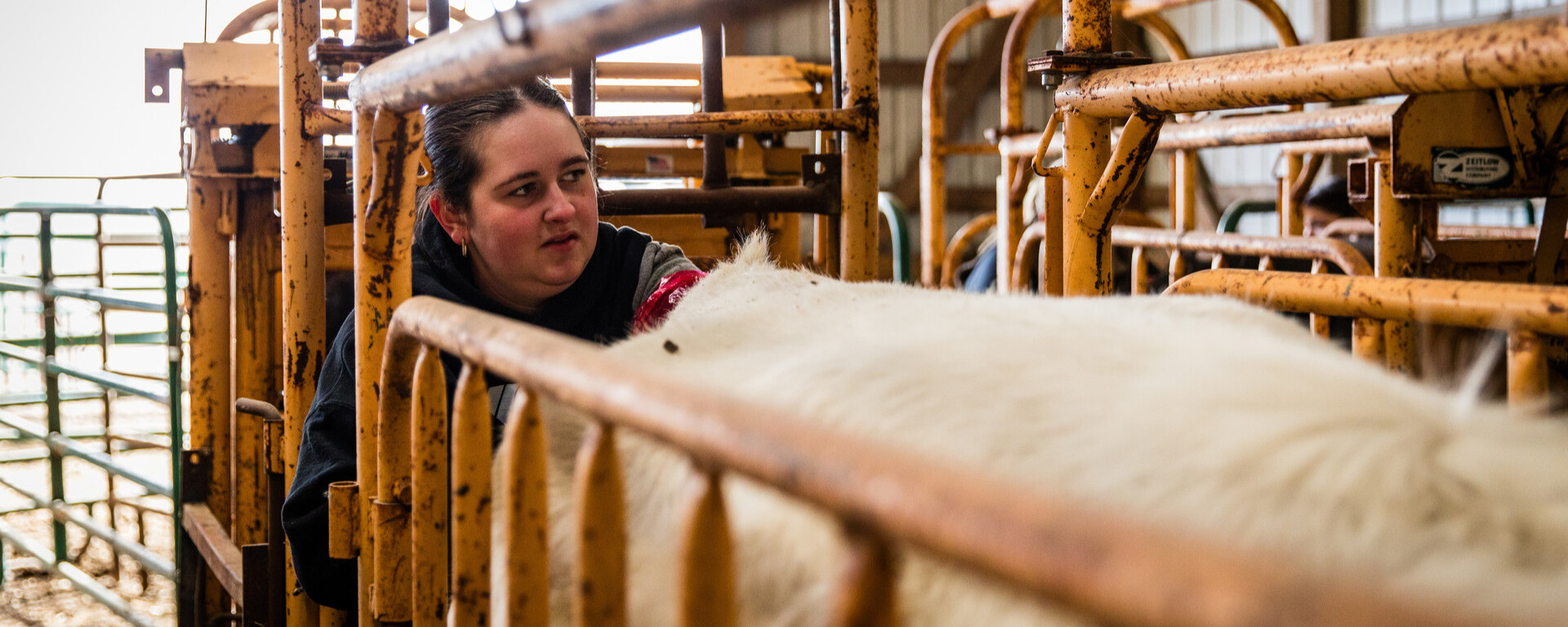 A female student works hands-on with a cow during the Livestock Reproductive Class in the University Beef unit and practices artificial insemination