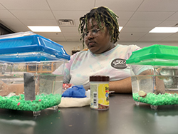 Jamiayla Phipps tested whether guppies preferred fish food or fresh food. 