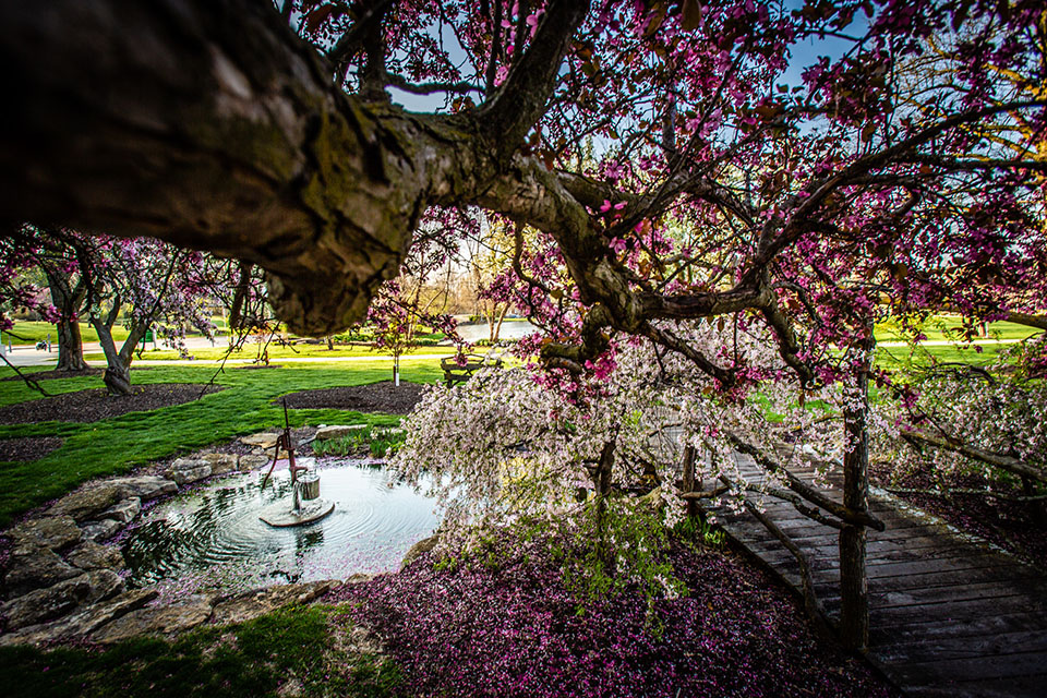The Missouri Arboretum, with  more than 1,700 trees and more than 160 species from throughout the world, is a Tree Campus USA for the sixth consecutive year. (Northwest Missouri State University photos)
