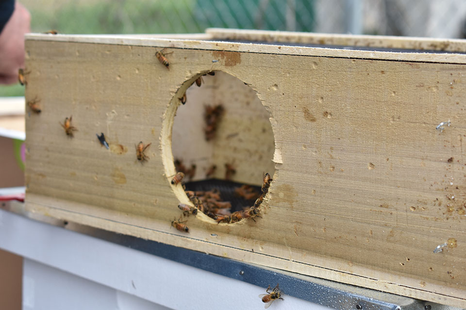 Northwest welcomed four boxes containing about 24,000 bees to its campus this spring in connection with the start of a bee club. The bees reside at the campus orchard. (Submitted photos) 