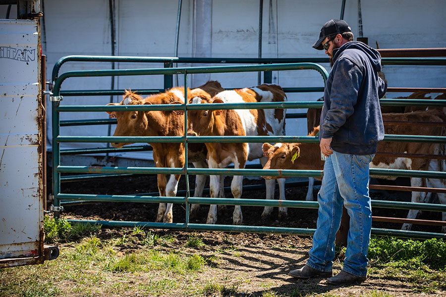 Dairy herdspersons helped the Foremost Guernsey herd, which the University acquired from the University of Missouri-Columbia, settle into a holding pen Tuesday at Northwest's R.T. Wright Farm. The herd will help enhance animal science programming and profession-based opportunities for students in the School of Agricultural Sciences. (Photos by Brandon Bland/Northwest Missouri State University)