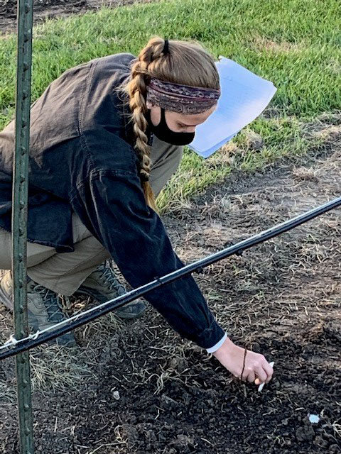 Northwest is one 18 universities and arboreta to plant a poplar garden this year as part of a collaborative, NSF-funded research network with North Dakota State University and ArbNet. (Submitted photo)