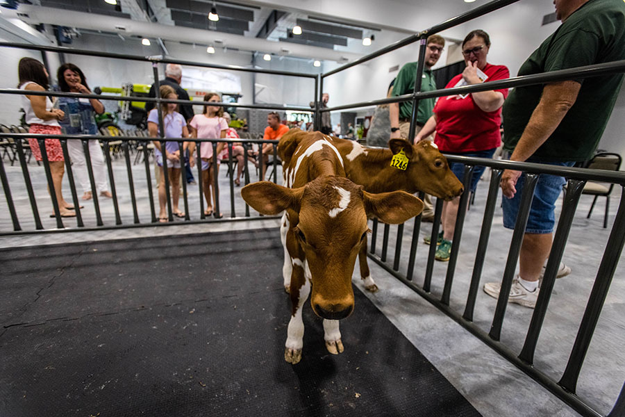 Northwest's Guernsey calves appeared at the Agricultural Learning Center's opening celebration. 
