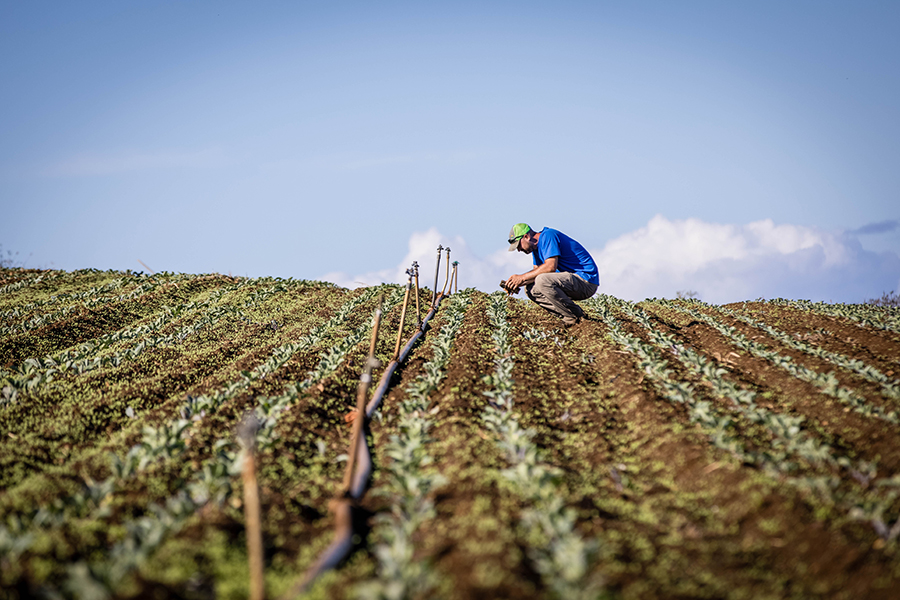 Stafford-Jones inspects crops at a large Maui farm that grows cabbage, sweet onions and peppers.