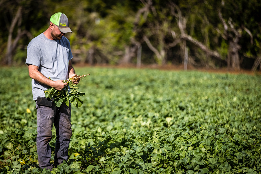 Stafford-Jones evaluates tillage radish he planted to break up the soil compaction on a former pineapple farm, which the property owner was converting to pasture. Hawaii's naturally acidic soil is even less habitable in areas once covered by pineapple, but Stafford-Jones' methods had the ground almost completely covered with new grass in November. 