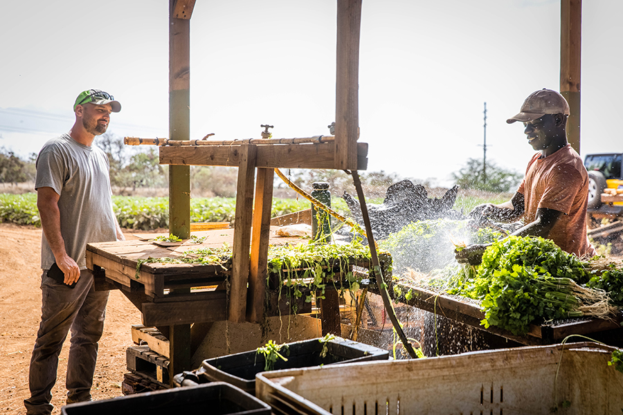 Stafford-Jones converses with a worker washing vegetables at the Kula Agriculture Park, where Maui farmers lease lots and grow a variety of vegetables and ornamentals, including zucchini, onions, eggplant, cilantro, broccoli, bananas and papayas. 