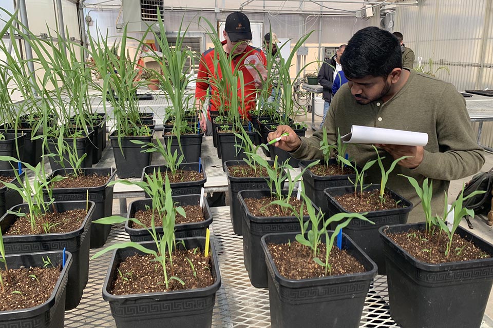 Weed science research helps agriculture students gain experience, prepare for futures