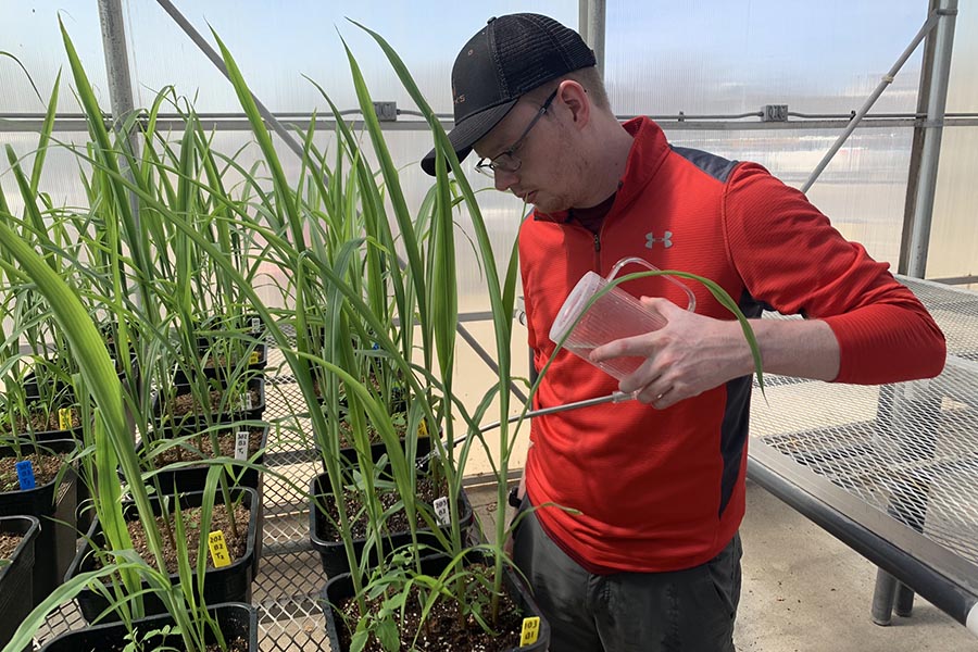 Collin Schroeder waters corn plants that were grown in Northwest’s Horticulture Complex this spring.