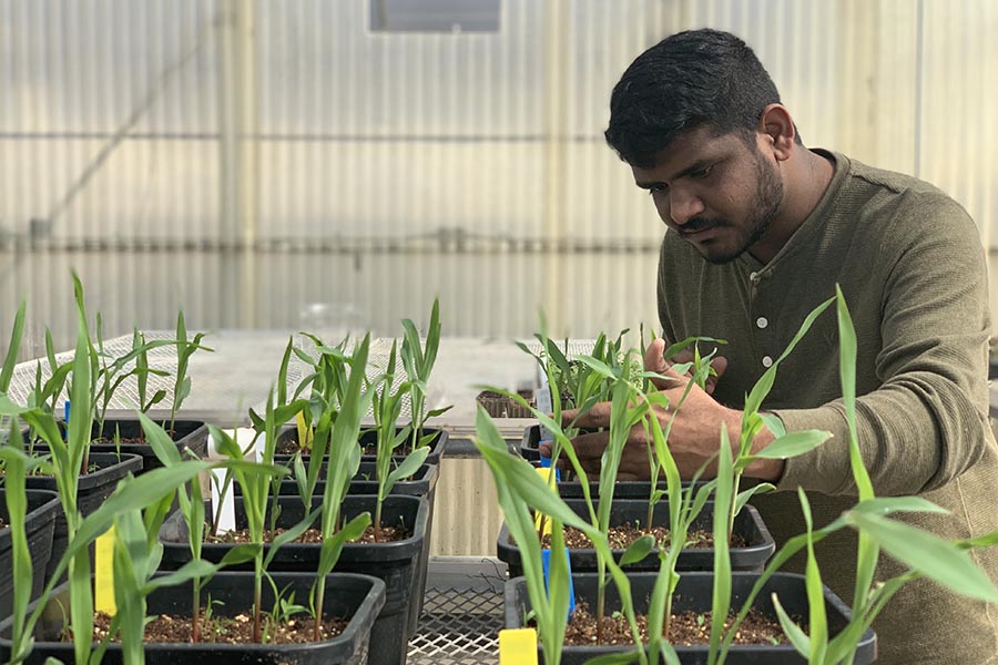 Nithin Batthula evaluates the growth of giant foxtail and common lambsquarters in pots that also were seeded with corn as part of a research project with and Collin Schroeder and agricultural sciences faculty. (Photos by Mark Hornickel/Northwest Missouri State University)  
