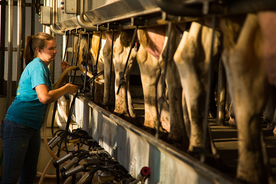 A Northwest student practices milking dairy cows at the University's R.T. Wright Farm. (Photos by Todd Weddle/Northwest Missouri State University)