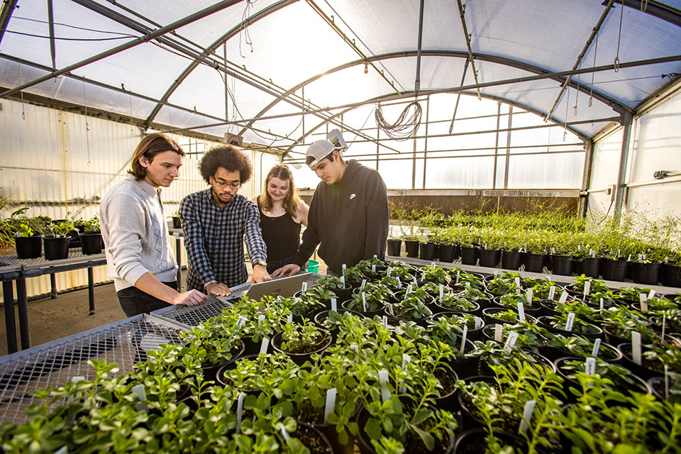 Computer science students put their skills to work to monitor campus greenhouses