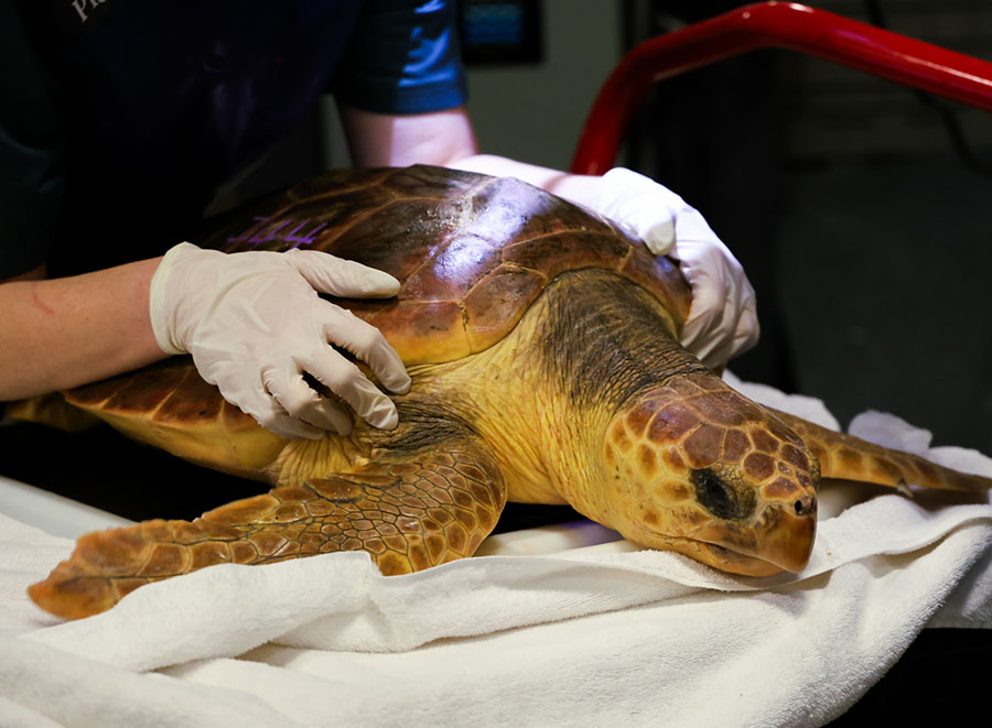 This is Bobby, a loggerhead turtle named in honor of Northwest's mascot through a partnership with Johnny Morris’ Wonders of Wildlife National Museum and Aquarium. (Submitted photo)