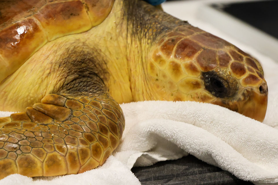 Wonders of Wildlife welcomes turtle named Bobby through partnership with Northwest