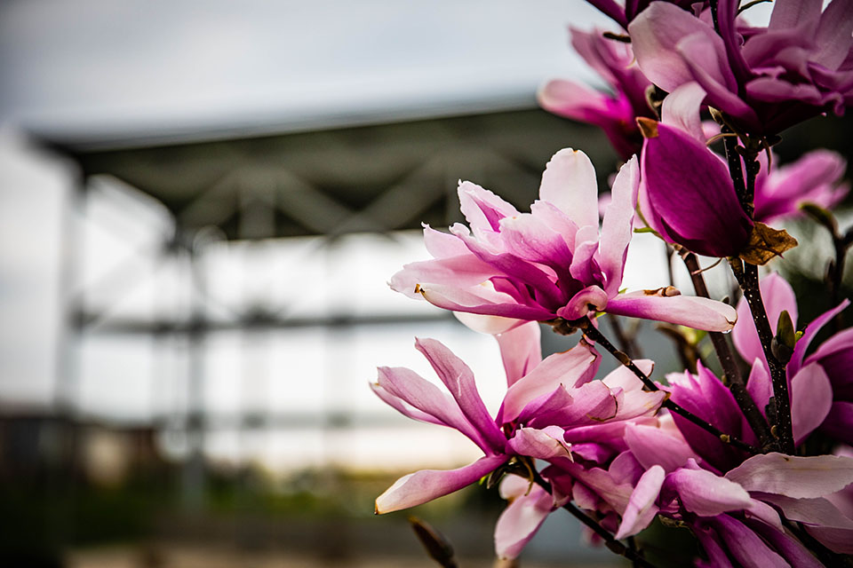 Grant brings native prairie flower garden to campus