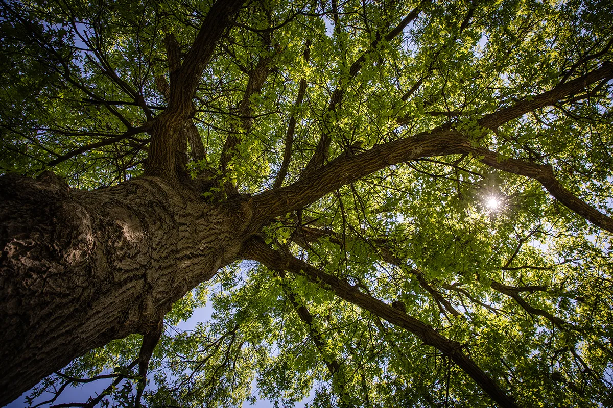 The Missouri Arboretum on the Northwest campus is home to more than 1,700 trees representing more than 160 species cultivated from throughout the world. (Photos by Todd Weddle/Northwest Missouri State University.