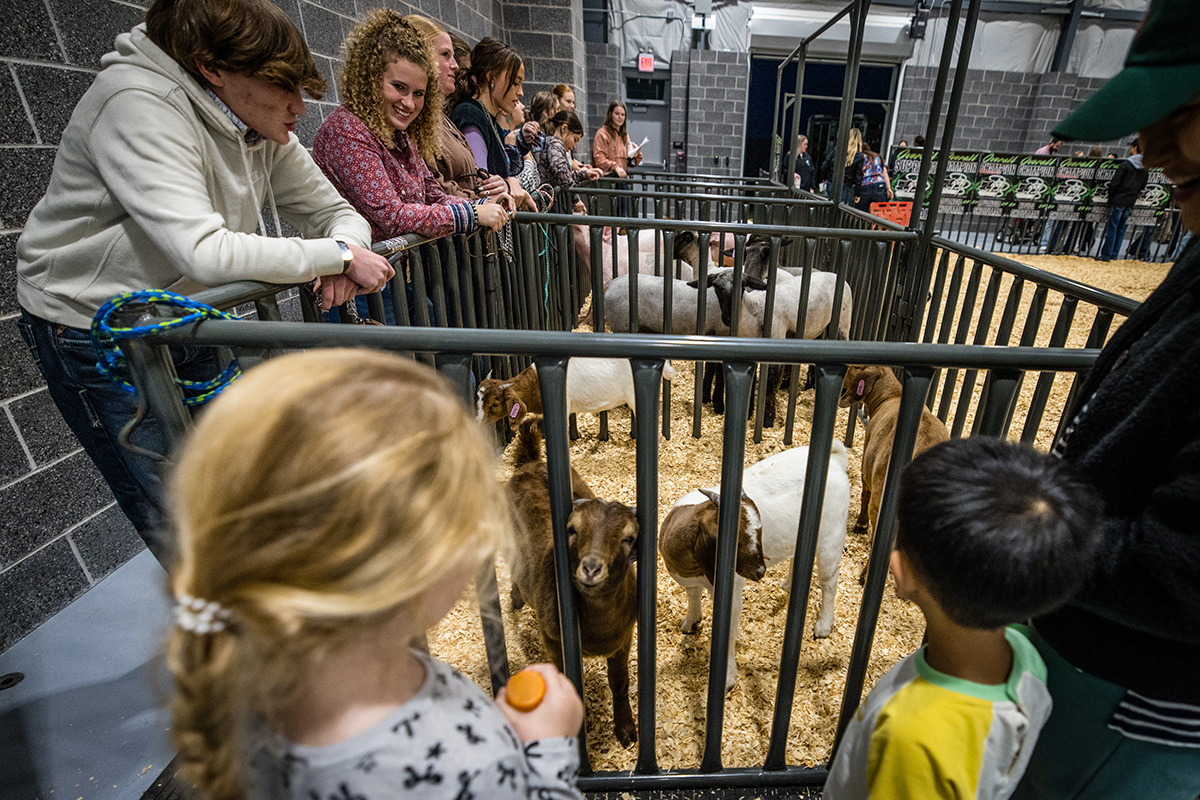 Northwest student Andrew Stewart stands at the left as goats peered through their pen at children during the Block and Bridle Little National Western livestock show. (Photo by Todd Weddle/Northwest Missouri State University) 