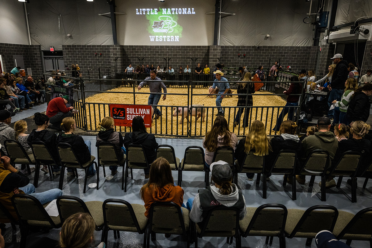 Advanced and novice showmen exhibited a variety of animal species during Block and Bridle’s Little National Western livestock show at Northwest's Agricultural Learning Center. (Photo by Todd Weddle/Northwest Missouri State University)