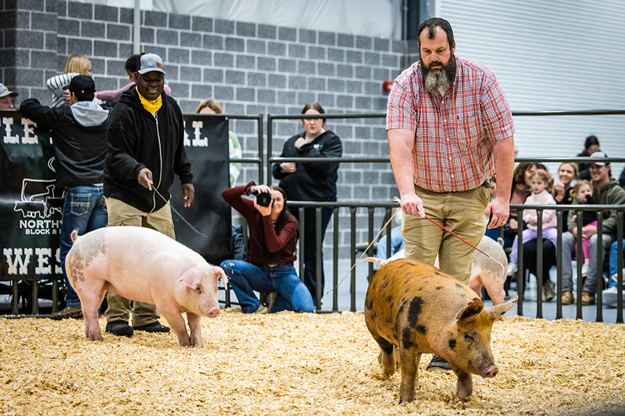 Agricultural Sciences faculty Paul Okello, left, and Matt Bax, right, showed pigs at Block and Bridle’s Little National Western livestock show. (Photo by Todd Weddle/Northwest Missouri State University)