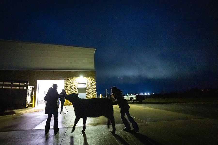 The livestock show was primarily organized and planned by Northwest students, giving them an opportunity to practice skills outside the traditional classroom. (Photo by Todd Weddle/Northwest Missouri State University) 