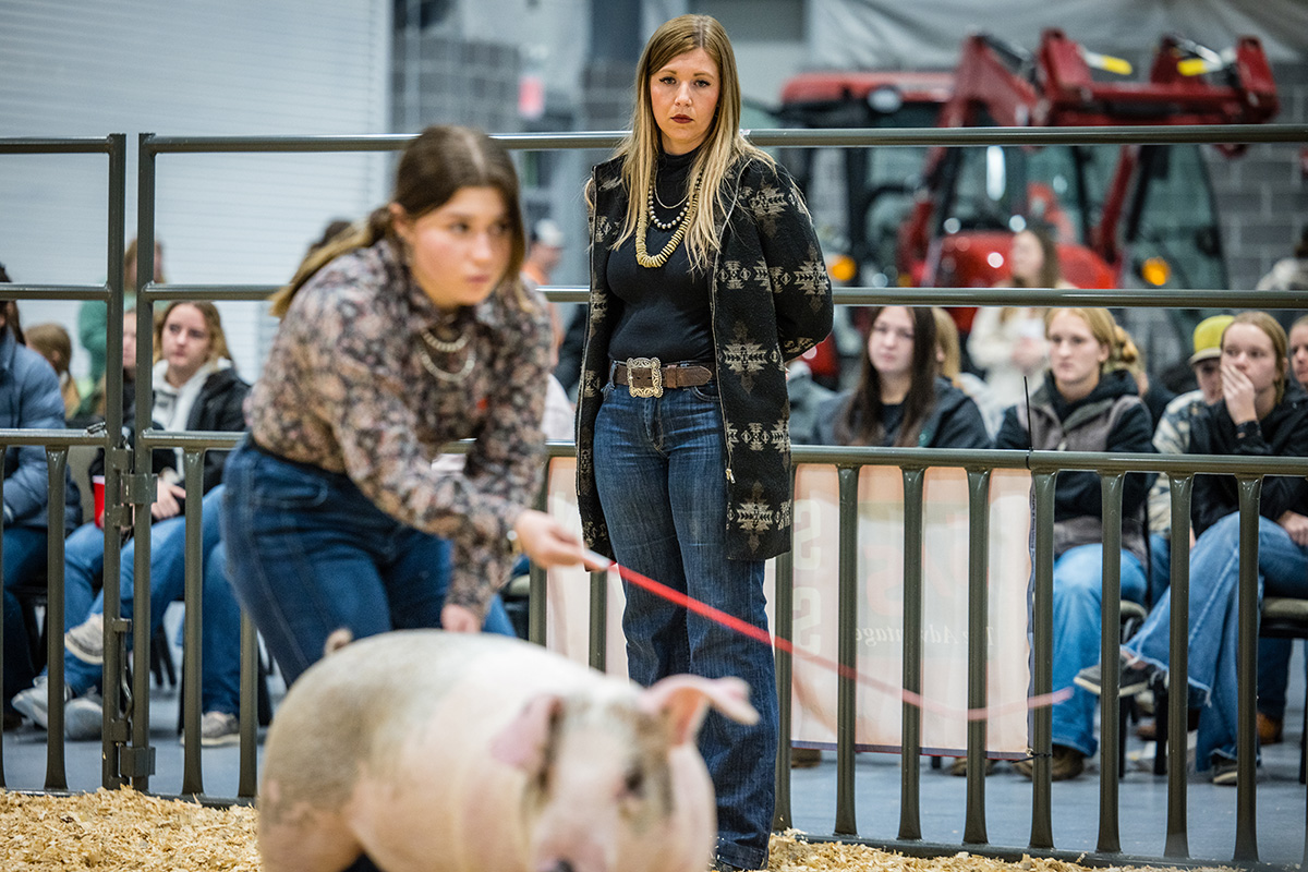 Northwest alumna Tess Mittag served as a judge for Block and Bridle’s Little National Western livestock show. (Photo by Todd Weddle/Northwest Missouri State University)