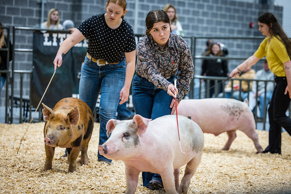 Livestock show provides ag students with hands-on learning, personal development
