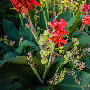 Horticulture Club