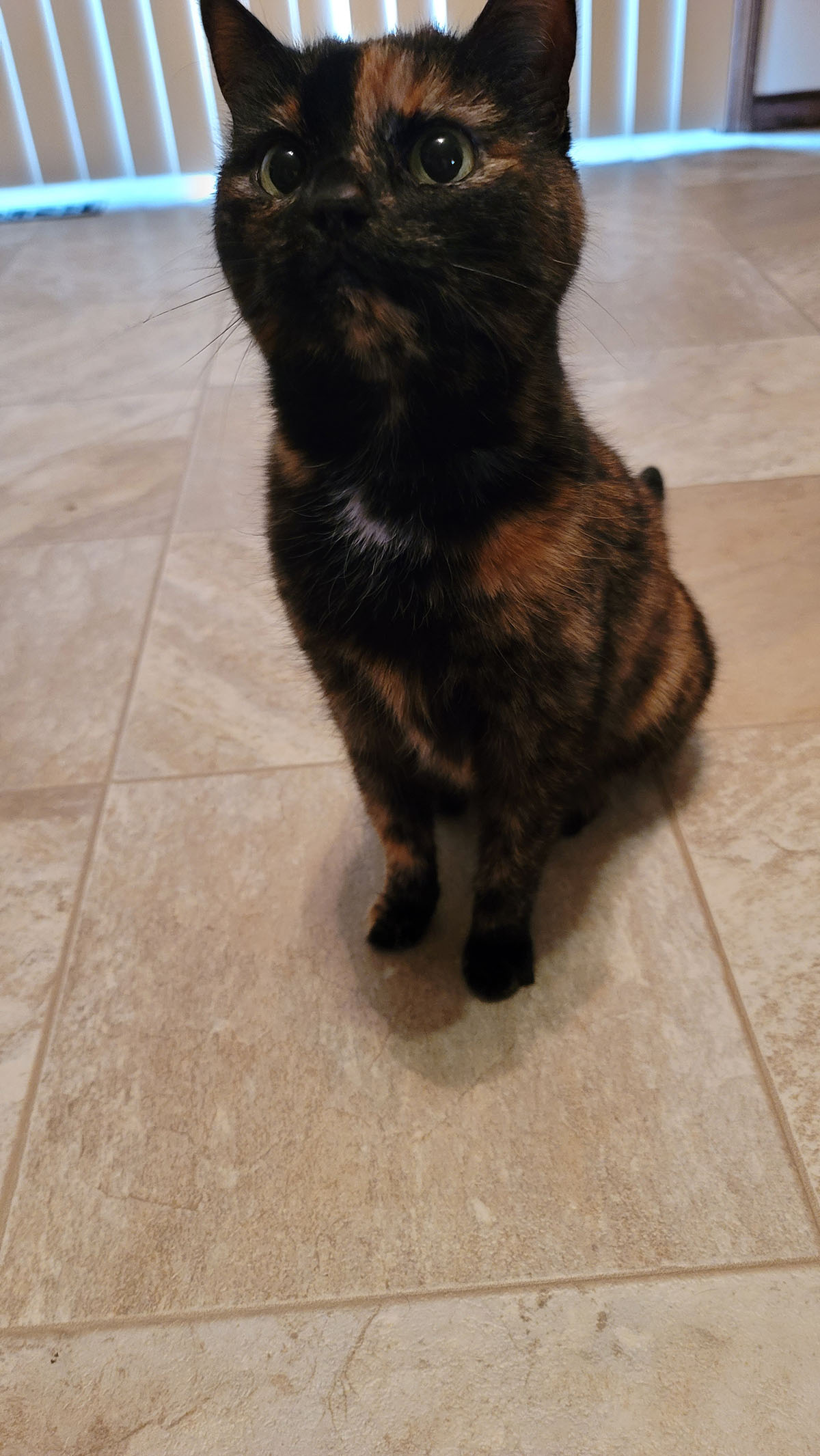 Sally Cat